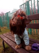 фото Йоркширский терьер  вязка собак