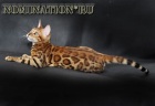 фото Бенгальская кошка  продажа котят
