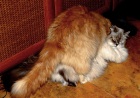 фото котята Персидская кошка Персидская кошка