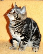 фото Британская кошка  продажа котят