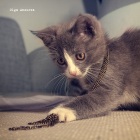 фото Восточная короткошерстная  отдам котенка