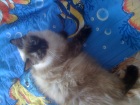 фото Балинезийская кошка случка кошек, вязка