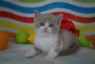 фото Британская кошка продажа котят