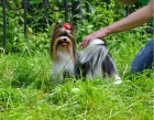 фото Йоркширский терьер бивер вязка собак