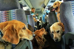 перевозка собак самолетом. правила перевозки собак самолетом
