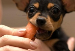 Чем нельзя кормить собак - Питание для щенка