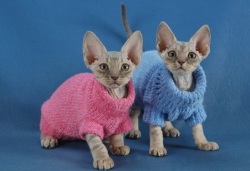 Одежда и аксессуары для кошек, модные тенденции, кошачий кутюр
