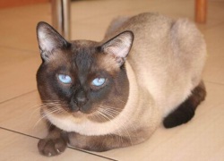 тайские кошки, тайская порода кошек, питомник тайских кошек, фото тайских кошек