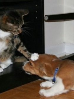Как подружить кошку и собаку, как кошка с собакой, поведение кошек и собак вместе