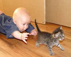 cоседство кошек и детей, нельзя тискать и непрерывно ласкать киску, кошки и маленькие дети