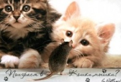 кошки-мышки, игры для котят
