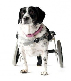 Паралич задних конечностей у собаки, коляски для собак с парализованными конечностями, где найдти коляски для собак