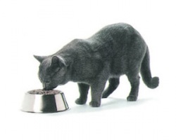  как заставить кошку есть, почему кошки привередничают в еде, как избежать ожирения у кошек, почему домашние кошки быстро набирают вес