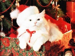 Новый Год и Ваша кошка, "новогодние" болезни кошек
