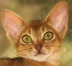 Абиссинская кошка, Происхождение абессинской породы кошек, 
Характеристика абессинской породы кошек, Уход за абиссинской кошкой