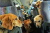 Перевозка собак самолетом - Начинающему собаководу