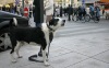 Звуковые сигналы у собак - Начинающему собаководу