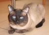 Тайские кошки- кошки интеллектуалы - Породы кошек