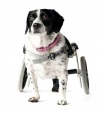 Паралич задних конечностей у собаки, коляски для собак - Болезни у собак