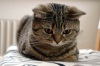 Британская короткошерстная кошка - Породы кошек