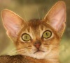 Абиссинская кошка - Породы кошек