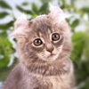 Фото породы кошек. Американский керл