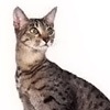 Фото породы кошек. Египетская мау