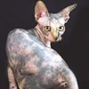 Фото породы кошек. Канадский сфинкс