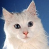 Фото породы кошек. Турецкая ангора