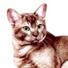 Фото породы кошек. Азиатская дымчатая