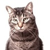 Фото породы кошек. Американская короткошерстная кошка