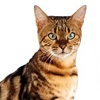 Фото породы кошек. Бенгальская кошка