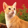 Фото породы кошек. Цейлонская кошка