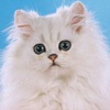 Фото породы кошек. Персидская кошка