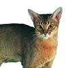 Фото породы кошек. Абиссинская кошка