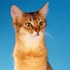 Фото породы кошек. Сомалийская кошка
