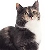 Фото породы кошек. Норвежская лесная кошка