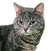 Фото породы кошек. Европейская короткошерстная кошка