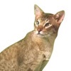 Фото породы кошек. Восточная короткошерстная кошка