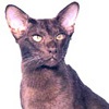 Фото породы кошек. Гавана