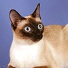 Фото породы кошек. Сиамская кошка