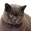Фото породы кошек. Британская короткошерстная кошка