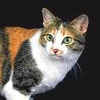 Фото породы кошек. Японский бобтейл
