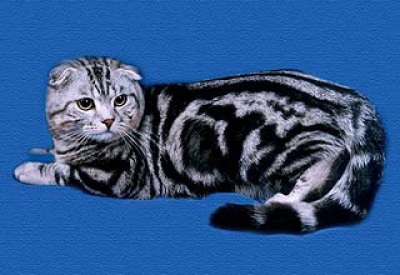 Британская вислоухая кошка: фото, история происхождения, характер и уход