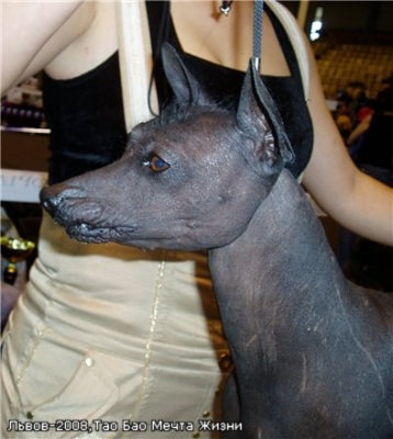 Продажа собак и щенков породы Мексиканская голая собака