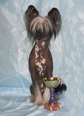 питомник китайской хохлатой собаки в санкт петербурге