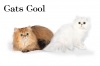  CATS  COOL. Персидская кошка   