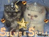 Фото Питомник SILVER SPELL (CFA, FIFe, WCF) - питомник экзотических к/ш и персидских кошек. Экзотическая Персидская