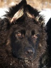 фото Немецкая овчарка питомник собак Черный  Диамант