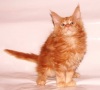 фото Мейн-кун питомник кошек Marinero